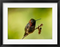 Framed Close-up of a Hummingbird perching on a branch