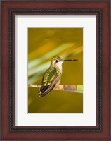 Framed Close-up of a Magnificent hummingbird perching on a leaf