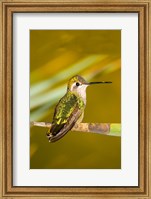 Framed Close-up of a Magnificent hummingbird perching on a leaf
