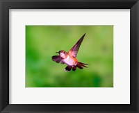 Framed Close-up of a Rufous hummingbird flying
