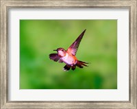 Framed Close-up of a Rufous hummingbird flying