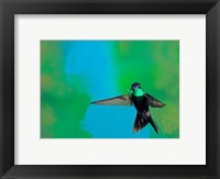 Framed Magnificent hummingbird in flight, Arizona, USA