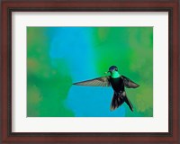 Framed Magnificent hummingbird in flight, Arizona, USA