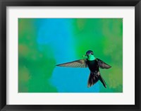 Framed Magnificent hummingbird in flight, Arizona, USA