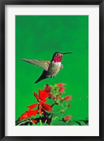 Framed Broad-Tailed hummingbird hovering over flowers, Arizona, USA