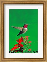 Framed Broad-Tailed hummingbird hovering over flowers, Arizona, USA