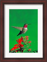 Framed Broad-Tailed hummingbird hovering over flowers, Arizona, USA
