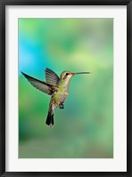 Framed Close-up of a Broad-Billed hummingbird, Arizona, USA