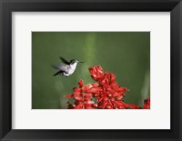 Framed Ruby-Throated Hummingbird