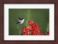 Framed Ruby-Throated Hummingbird