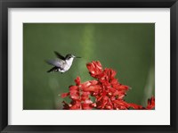 Framed Ruby-Throated Hummingbird