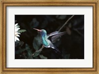 Framed Broad Billed Hummingbird