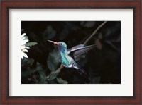 Framed Broad Billed Hummingbird