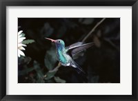 Framed Broad Billed Hummingbird