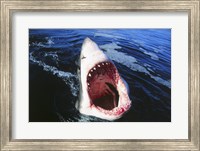 Framed Great White Shark with its mouth open