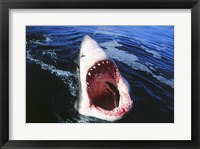 Framed Great White Shark with its mouth open