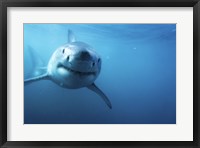 Framed Great White Shark Swimming
