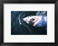 Framed Great White Shark Eating