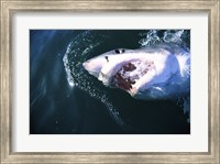 Framed Great White Shark Eating