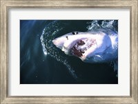 Framed Great White Shark Eating