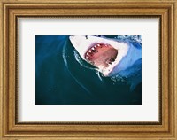 Framed Great White Shark Biting