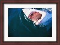 Framed Great White Shark Biting