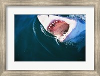 Framed Great White Shark Biting