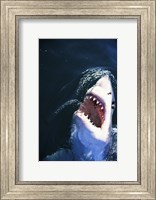 Framed Great White Shark with its mouth open