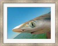 Framed Close-up of an Atlantic Sharpnose Shark, Gulf Of Mexico, Florida, USA