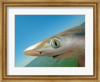 Framed Close-up of an Atlantic Sharpnose Shark, Gulf Of Mexico, Florida, USA