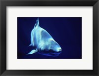 Framed Shark Great White