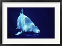 Framed Shark Great White