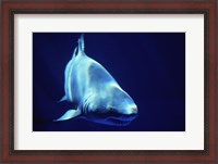 Framed Shark Great White