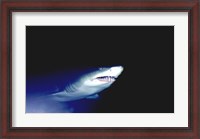 Framed Ragged-tooth Shark