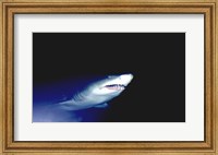 Framed Ragged-tooth Shark