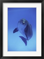 Framed Bottle-Nosed Dolphin Swimming