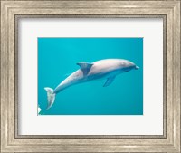 Framed Side profile of a dolphin underwater