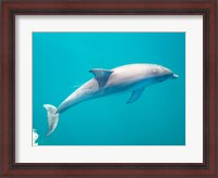 Framed Side profile of a dolphin underwater