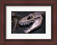 Framed Albertosaurus, Royal Tyrrell Museum, Drumheller, Alberta, Canada