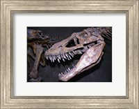 Framed Albertosaurus, Royal Tyrrell Museum, Drumheller, Alberta, Canada
