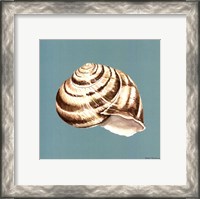 Framed Shell on Aqua I