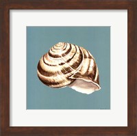 Framed Shell on Aqua I