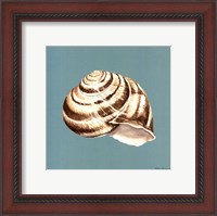 Framed Shell on Aqua I