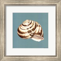 Framed Shell on Aqua I