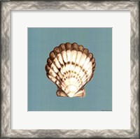 Framed Shell on Aqua III