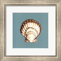 Framed Shell on Aqua III