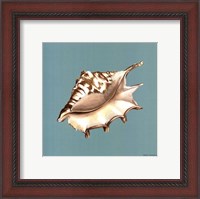 Framed Shell on Aqua IV