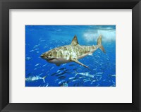 Framed White Shark