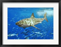 Framed White Shark