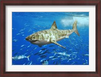 Framed White Shark